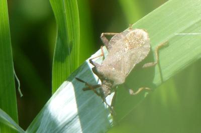 <i>Coreus marginatus</i>