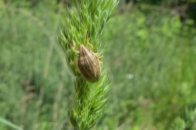 <i>Aelia acuminata</i>