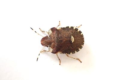 Dyroderes umbraculatus