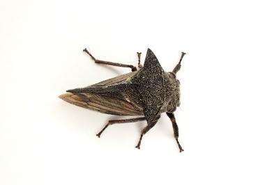 <i>Centrotus cornutus</i>