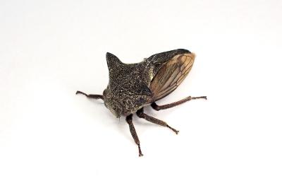 <i>Centrotus cornutus</i>