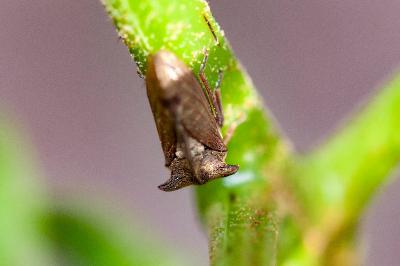 <i>Centrotus cornutus</i>