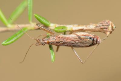 <i>Nabis ericetorum</i>