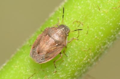 Neottiglossa pusilla