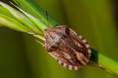 Eurygaster maura