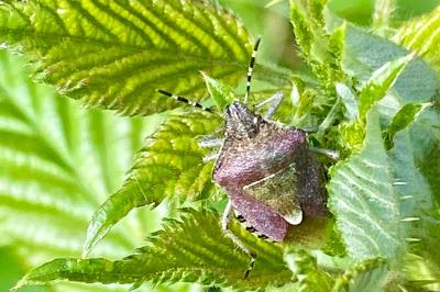 <i>Dolycoris baccarum</i>