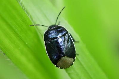 <i>Canthophorus</i>