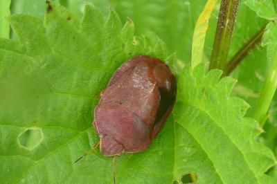 <i>Eurygaster austriaca</i>
