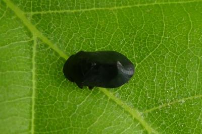 <i>Penthimia nigra</i>