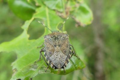 <i>Rhaphigaster nebulosa</i>