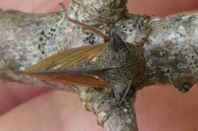 <i>Centrotus cornutus</i>
