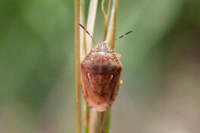 <i>Neottiglossa leporina</i>