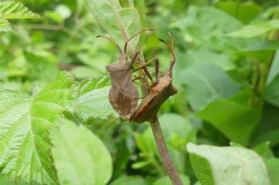 <i>Coreus marginatus</i>