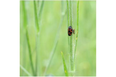 <i>Cercopis vulnerata</i>