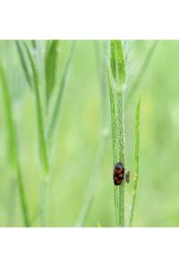<i>Cercopis vulnerata</i>