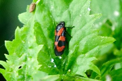<i>Cercopis vulnerata</i>