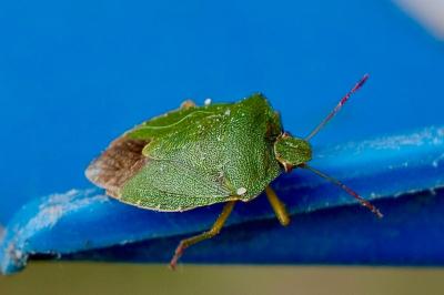 <i>Palomena prasina</i>
