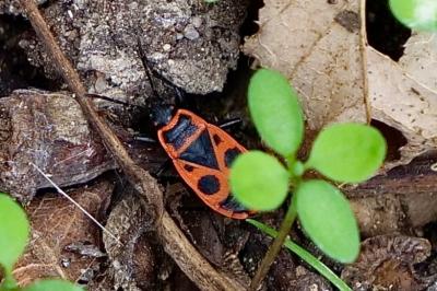 <i>Pyrrhocoris apterus</i>