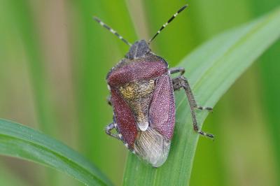 <i>Dolycoris baccarum</i>