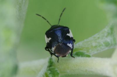 <i>Tritomegas bicolor</i>