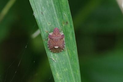 <i>Dyroderes umbraculatus</i>