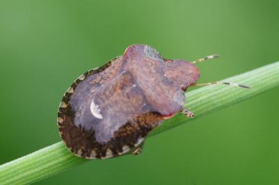 <i>Dyroderes umbraculatus</i>