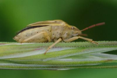 <i>Aelia acuminata</i>