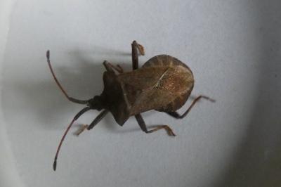 <i>Coreus marginatus</i>