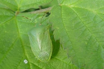 <i>Nezara viridula</i>