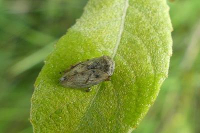 <i>Philaenus spumarius</i>