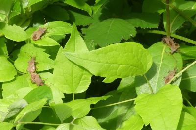 <i>Coreus marginatus</i>