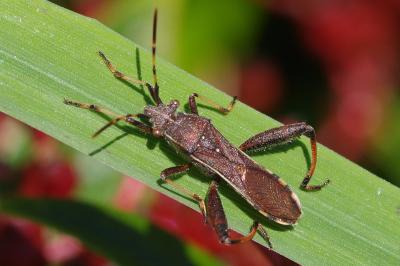 <i>Camptopus lateralis</i>