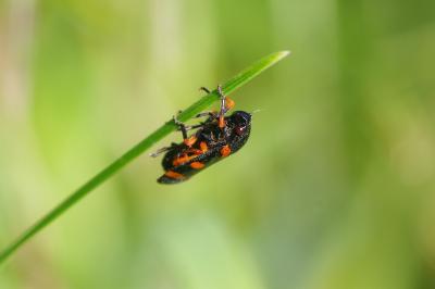 <i>Cercopis intermedia</i>