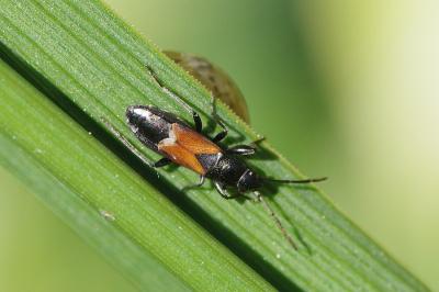 <i>Pterotmetus staphyliniformis</i>