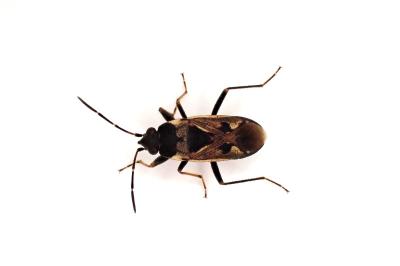 <i>Rhyparochromus vulgaris</i>