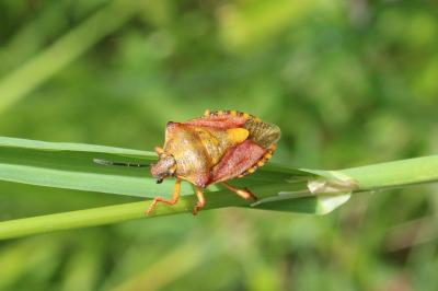 <i>Carpocoris purpureipennis</i>