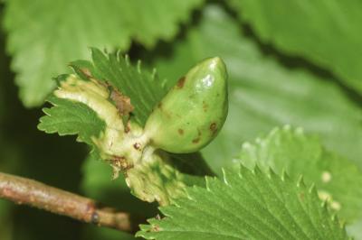 <i>Tetraneura ulmi</i>