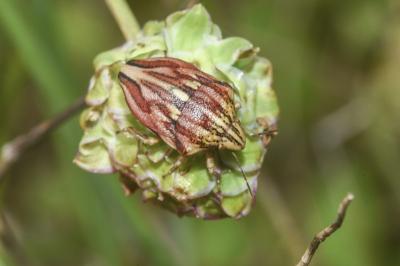 <i>Odontotarsus purpureolineatus</i>