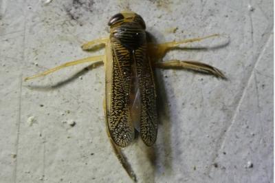 <i>Sigara</i>