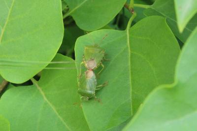 <i>Palomena prasina</i>