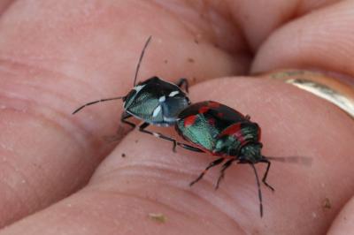 <i>Eurydema oleracea</i>