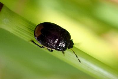 <i>Legnotus limbosus</i>