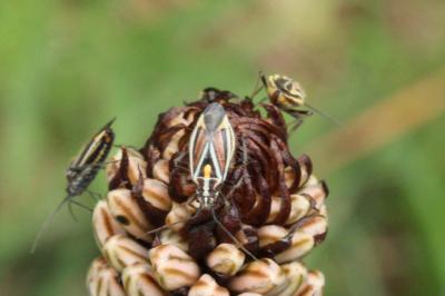 <i>Horistus orientalis</i>