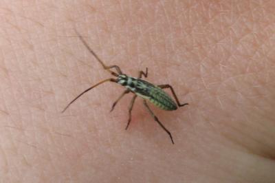 <i>Leptopterna dolabrata</i>