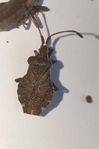 <i>Enoplops scapha</i>