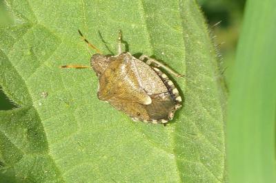 <i>Peribalus strictus</i>