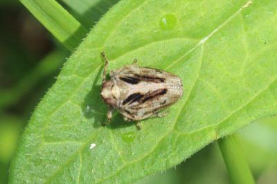 <i>Issus coleoptratus</i>