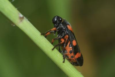 <i>Cercopis intermedia</i>