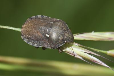 <i>Eurygaster maura</i>