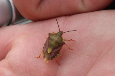 <i>Carpocoris purpureipennis</i>